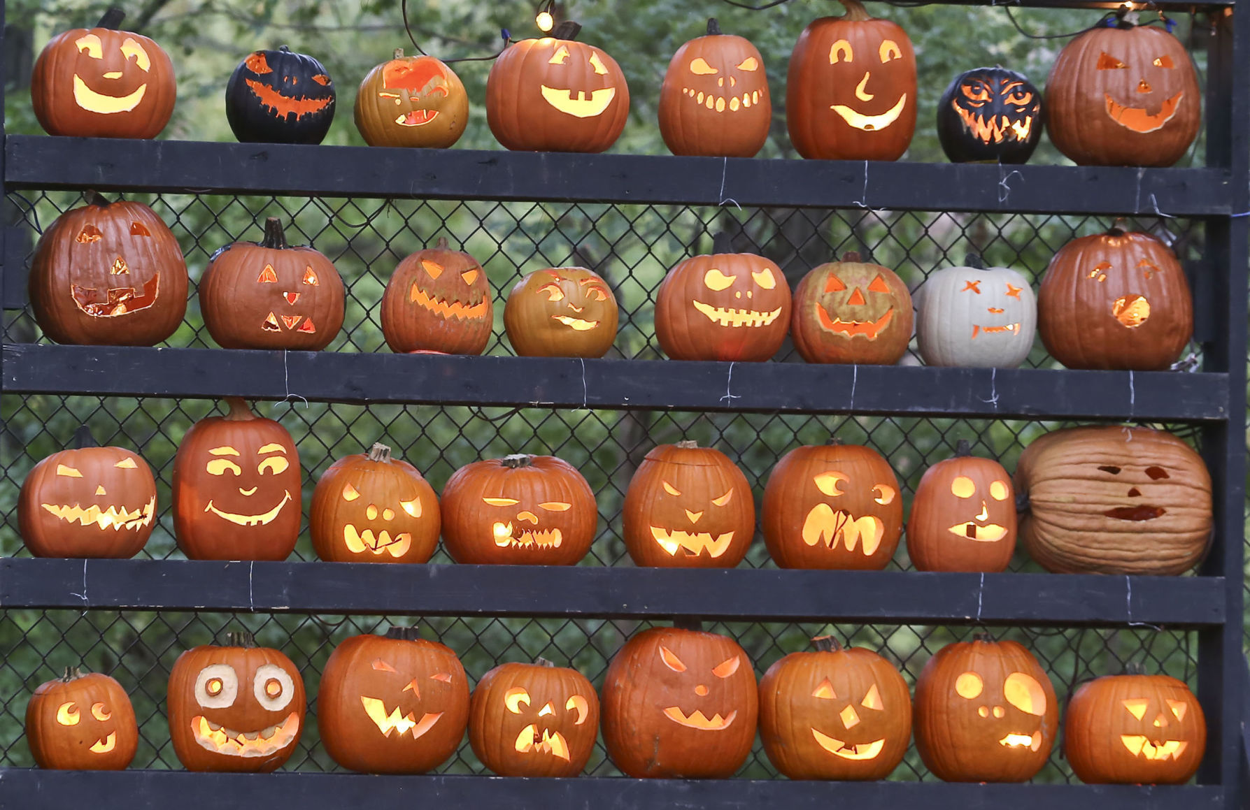 Boo at the Zoo